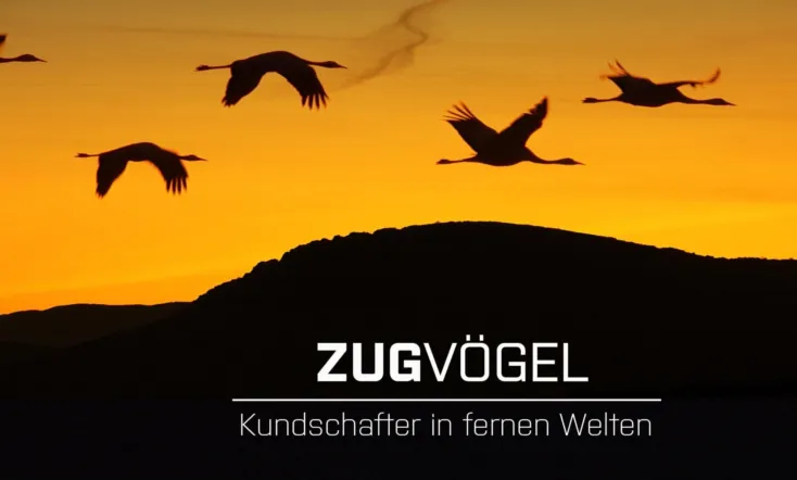 Zugvögel - Kundschafter in fernen Welten