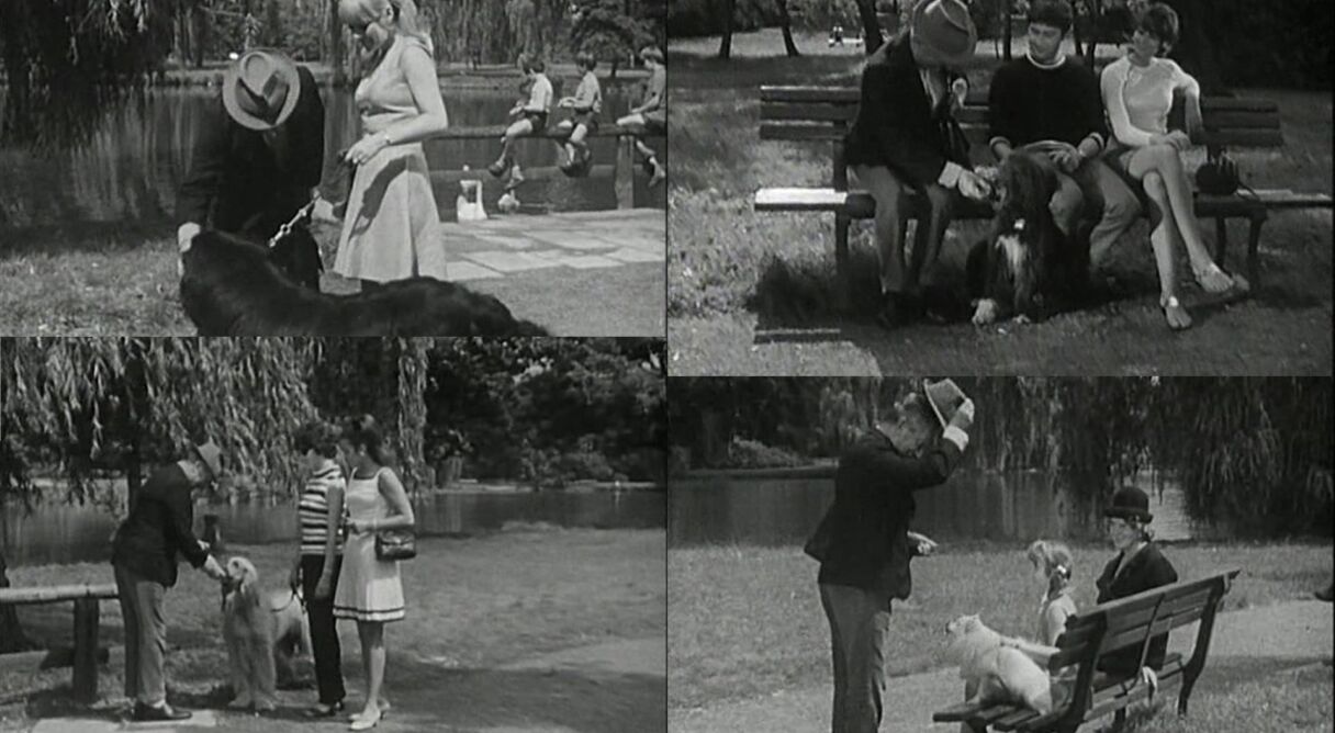 Alle Hunde lieben Theobald