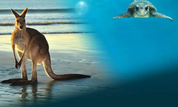 Animals with Cameras