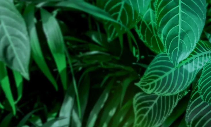 Anna und die wilden Tiere