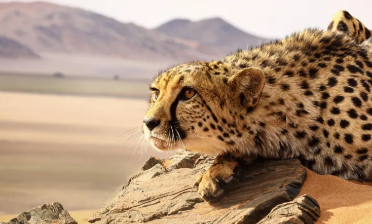 Big Cats: An Amazing Animal Family