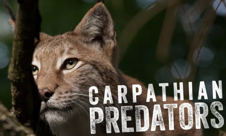 Carpathian Predators