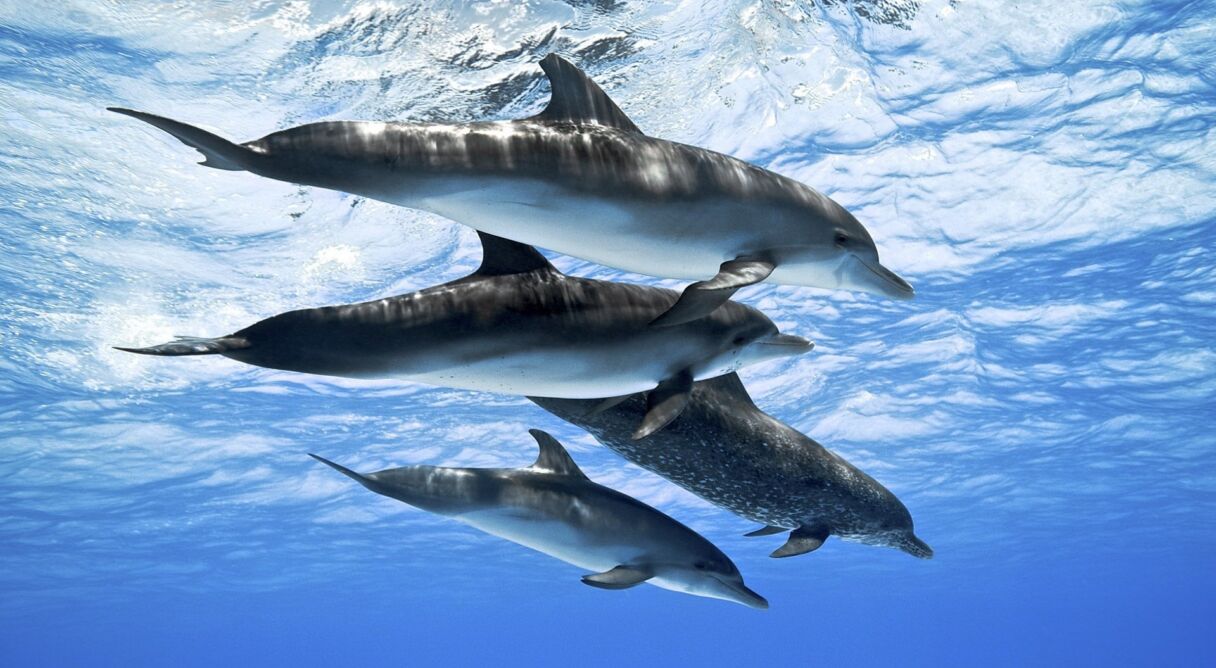 Dolphins: Spy in the Pod