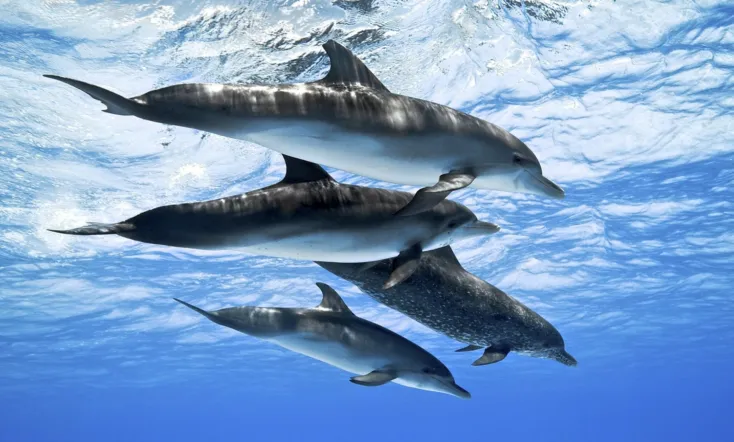 Dolphins: Spy in the Pod