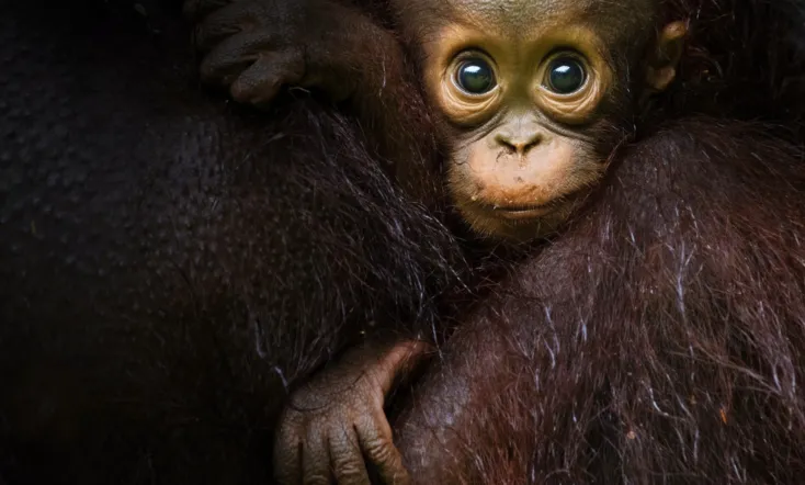 Eden: Untamed Planet