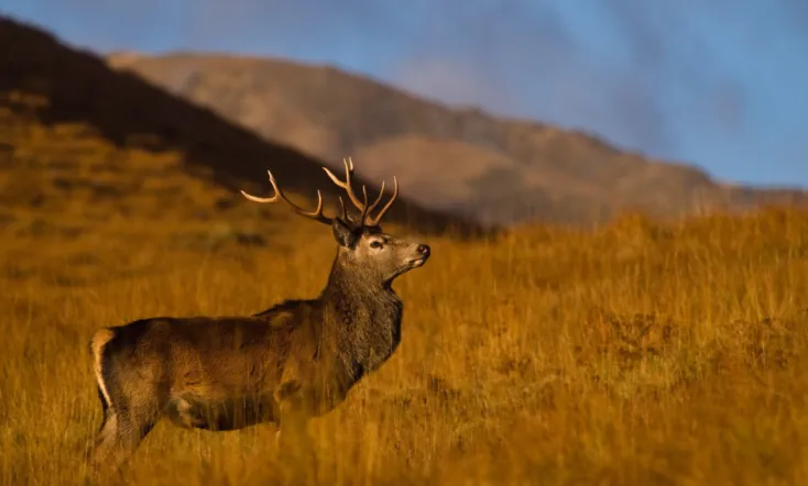 Highlands: Scotland's Wild Heart