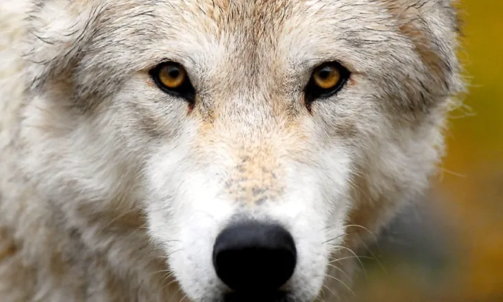 Land of the Lost Wolves)