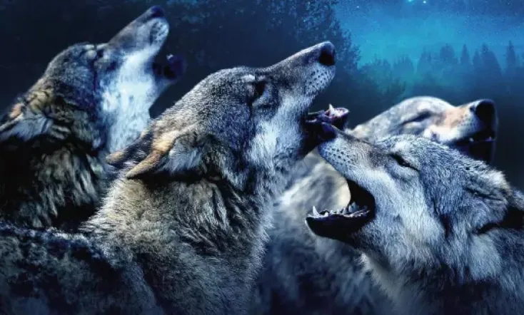 Le peuple des forêts