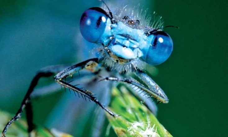 Life in the Undergrowth