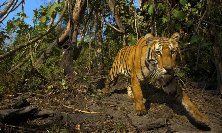 Lost Land of the Tiger