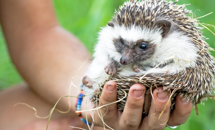Malawi Wildlife Rescue