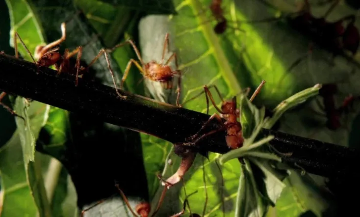 Micro Monsters with David Attenborough