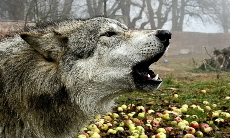 Mit Wölfen unter einer Decke