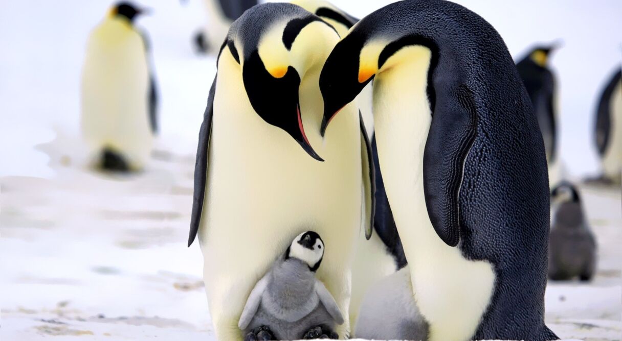 Penguins: Spy in the Huddle