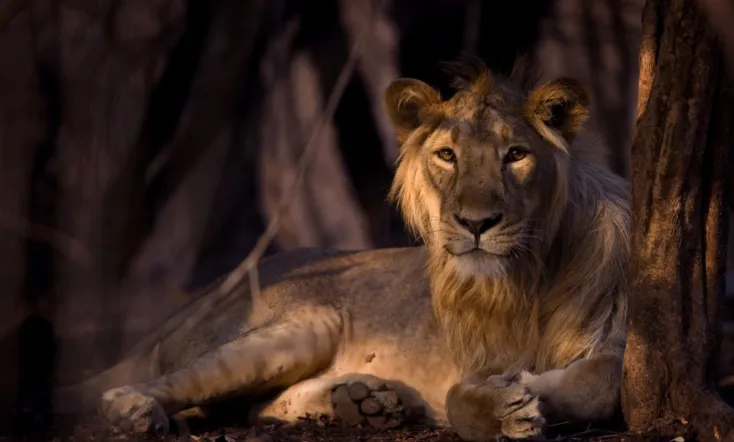 Secrets of Wild India