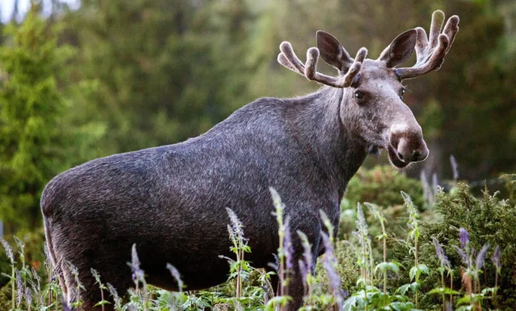 Den stora älgvandringen