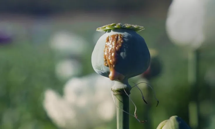 The Story of Drug Trafficking