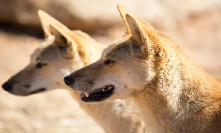 Trial In The Outback: The Lindy Chamberlain Story