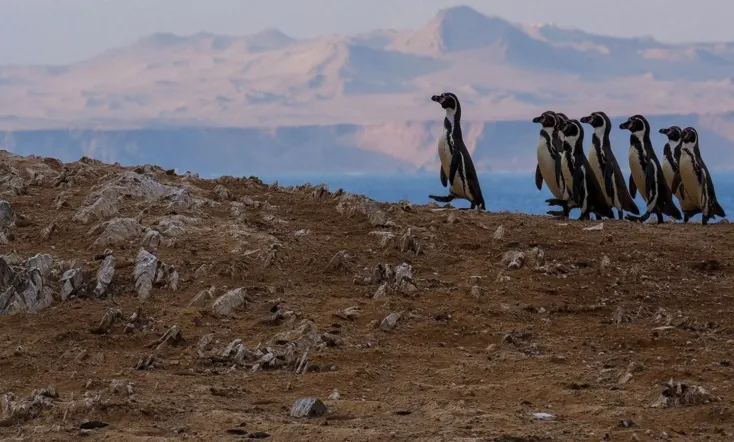 Wild Peru: Andes Battleground