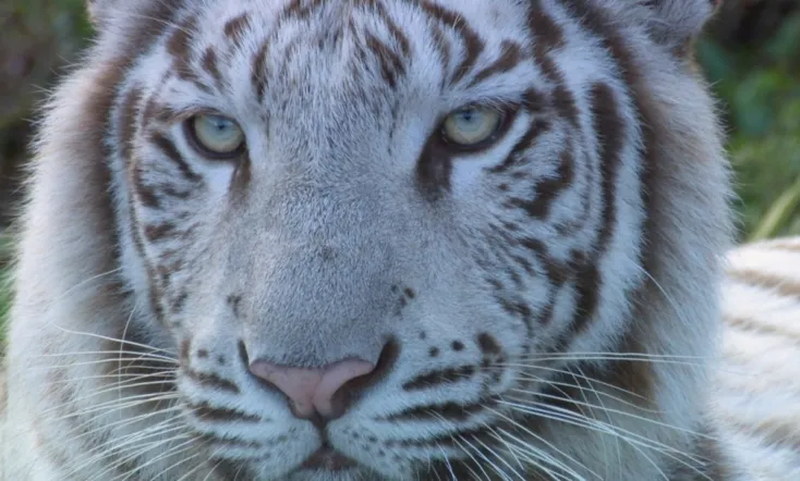 いいZooだね。～岩合光昭の動物園歩き～